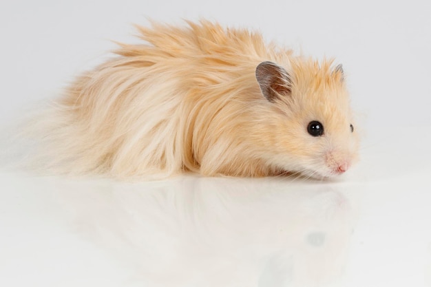 Fluffy Syrian hamster on a light background