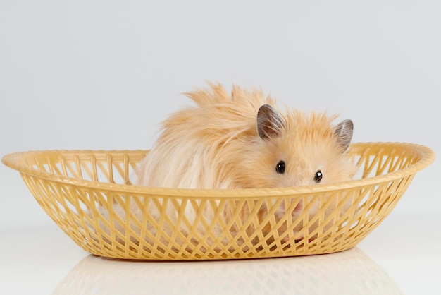 Fluffy syrian hamster sits in a basket on a light background