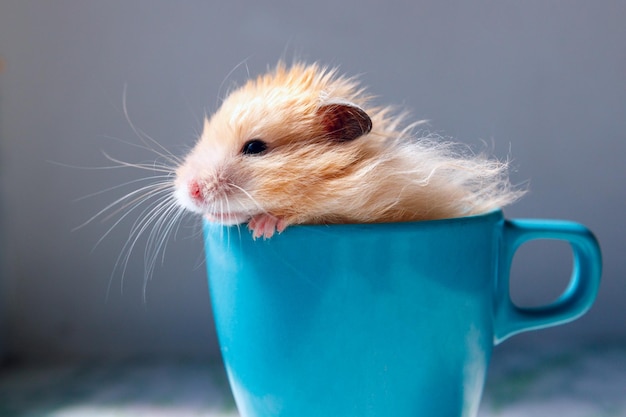 Fluffy Syrian hamster sits in a blue mug