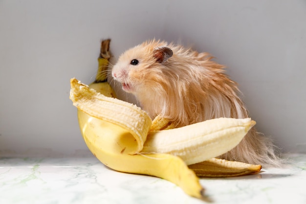 Fluffy syrian hamster with banana