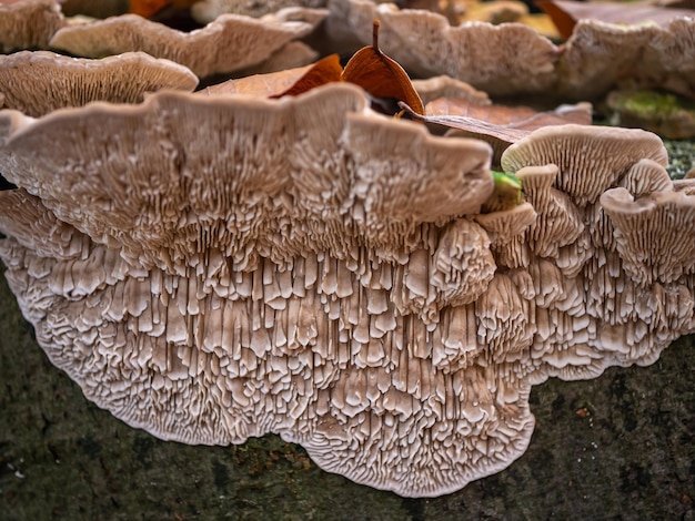 Photo fluffy tinder fungus on a tree trunk