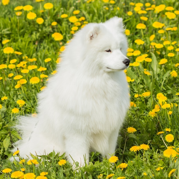 Fluffy triest puppy samojeed hond