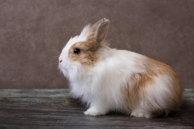 Fluffy white angora rabbit on brown background