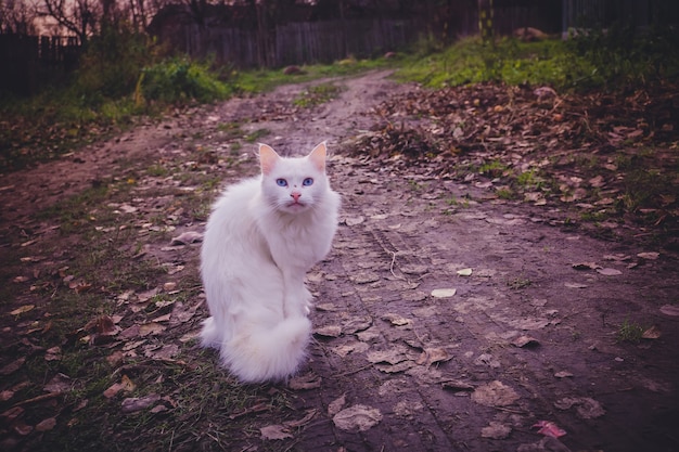 Fluffy White Cat Retro