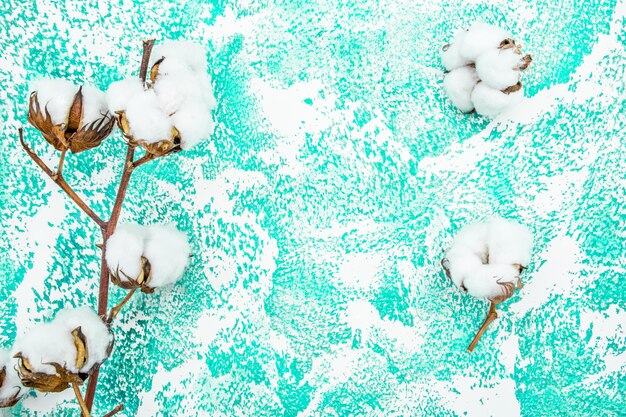 Fluffy white cotton flower on a turquoise background.