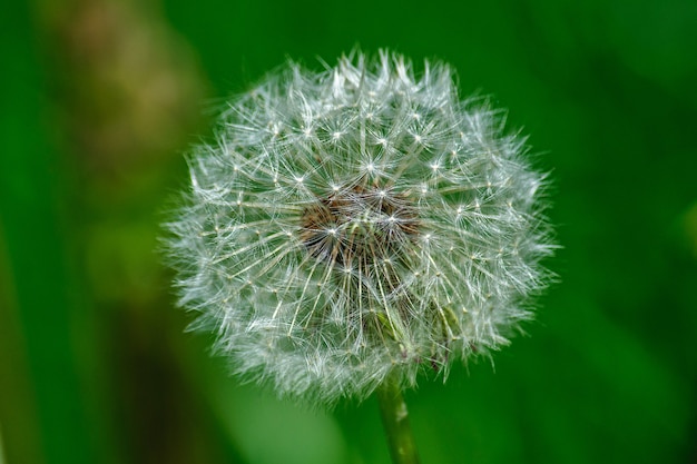 Fluffy white dandelion close up