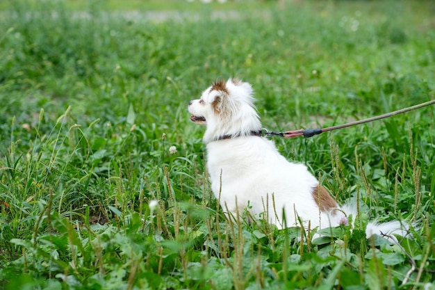 緑の芝生で夏のハーフブリード スピッツの散歩にふわふわの白い犬