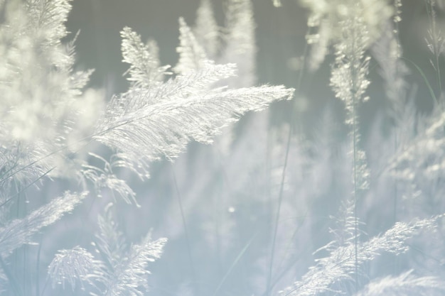 Fluffy white flower background in vintage style