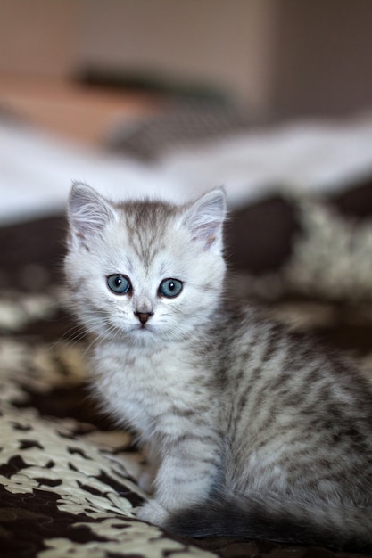 Fluffy white kitten. Cute, beloved, beautiful kitten close-up.