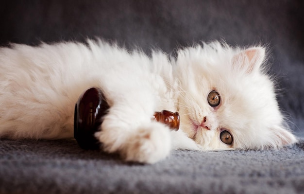 Пушистый белый котенок лежит на полу.