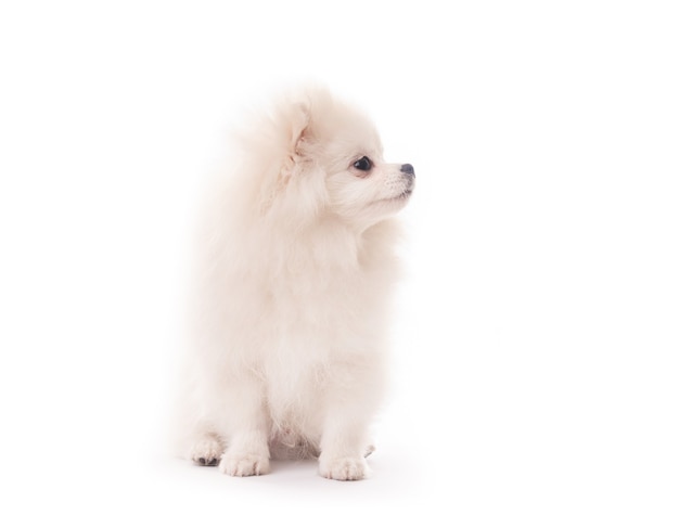 Fluffy white puppy spitz breed sitting isolated on white background