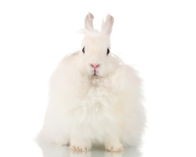 Пушистый белый кролик, изолированные на белом фоне