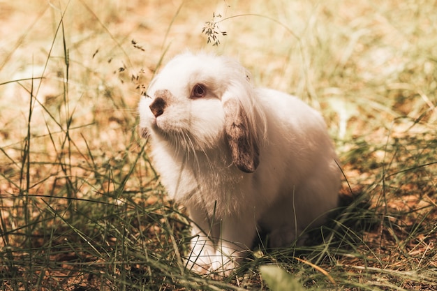 Fluffy white rabbit sits on the grass in the summer in nature