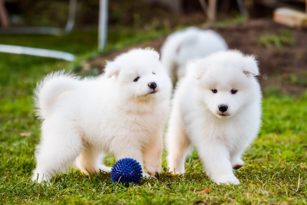 Fluffy white samoyed puppies dogs are playing with a ball