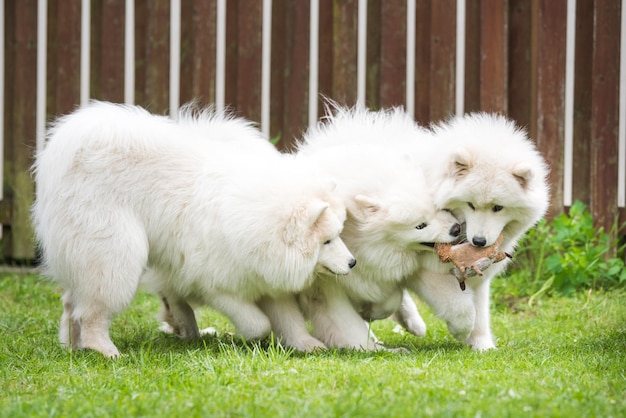 Fluffy white Samoyed puppies dogs are playing with toy