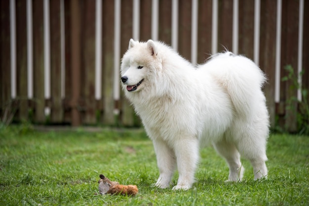 ふわふわの白いサモエド子犬がおもちゃで遊んでいます