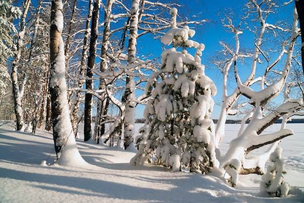 Fluffy white snow on the trees in the forest 