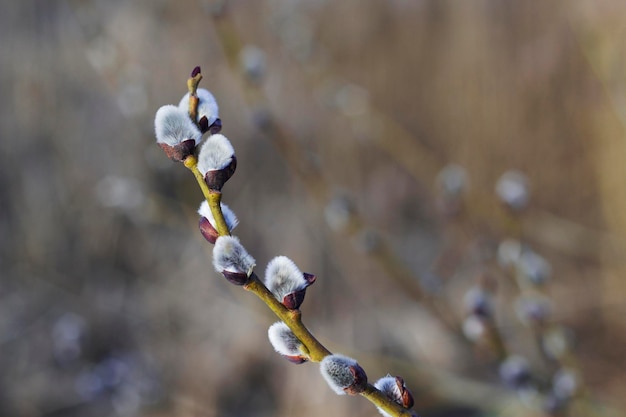 fluffy willow catkins in spring with close up