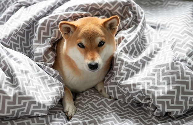 Il giovane e soffice cane rosso shiba inu giace nel letto del proprietario coperto da una coperta