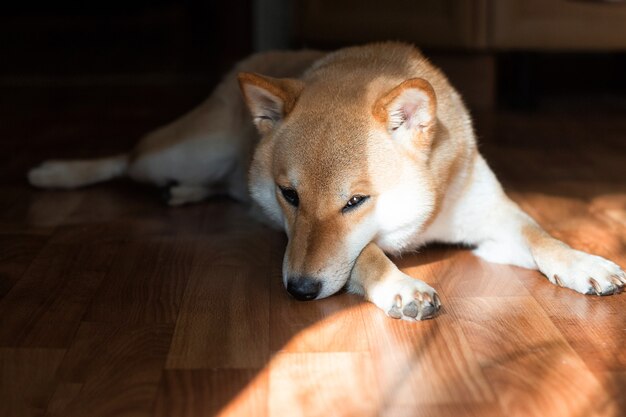 Fluffy young red dog Shiba inu sleeping on the floor in the sun at home Front view