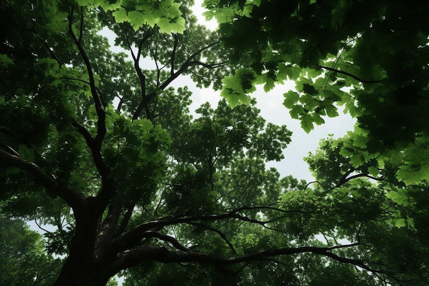 Foto fluisteren uit het canopy