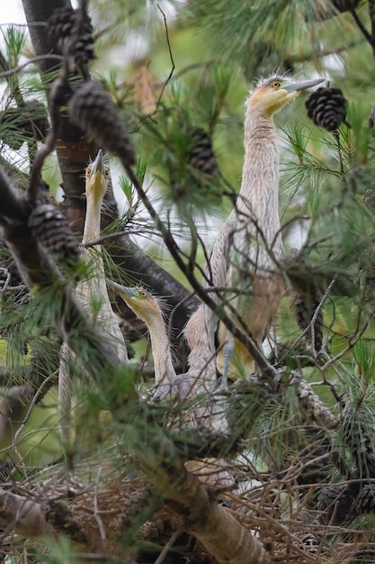 Fluitreiger Syrigma sibilatrix xAIbera Marshes Corrientes Province Argentina