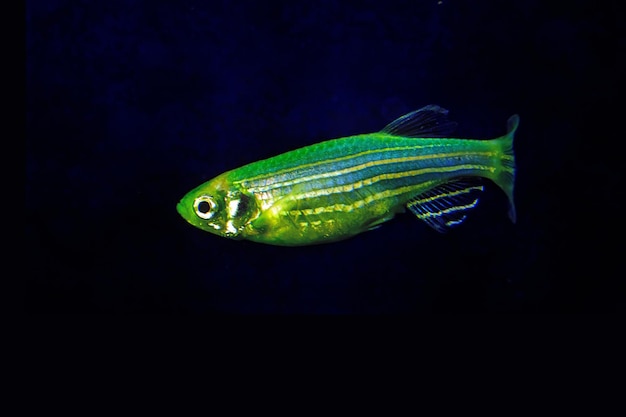 Fluorescent Freshwater Fish Electric Green zebra danio fish