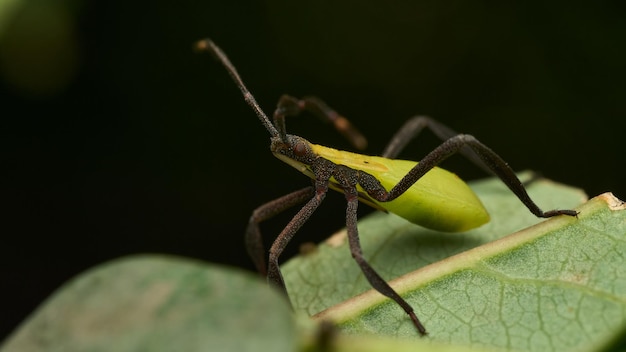 Фото Флуоресцентное зеленое насекомое между листьями