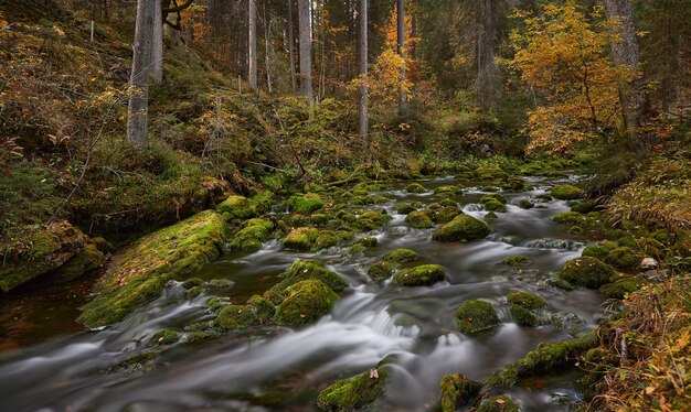 Photo fluss im herbstwald