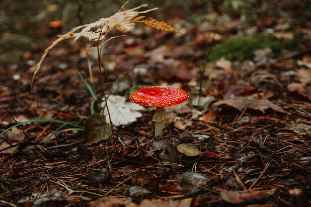 Photo fly agaric amanita grows in the forest under a fern