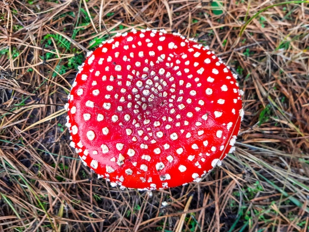 Fly agaric Amanita muscaria mushroom in a coniferous forest