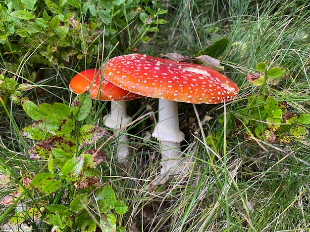 사진 치료 및 미용을 위한 비행 agaric amanita toadstool 붉은 독이 있는 버섯 버섯