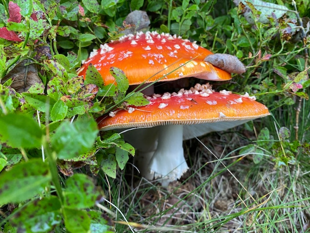 写真 ベニテングタケ毒キノコ赤毒キノコ治療と美容のためのキノコを飛ぶ