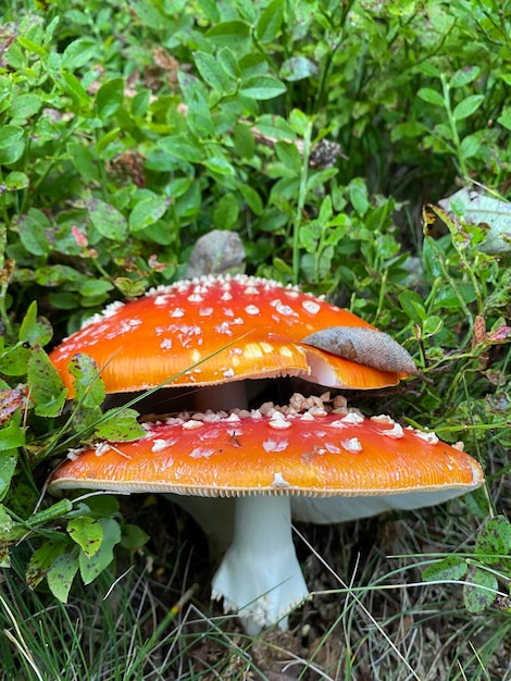 사진 치료 및 미용을 위한 비행 agaric amanita toadstool 붉은 독이 있는 버섯 버섯