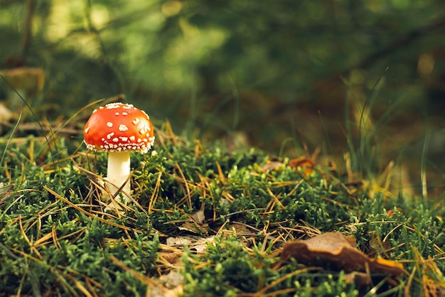 Fly agaric in the autumn forest. Sunny day. Red mushroom. Dangerous mushroom.