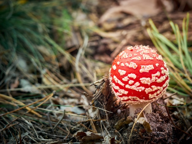 Fly agaric in the autumn forest