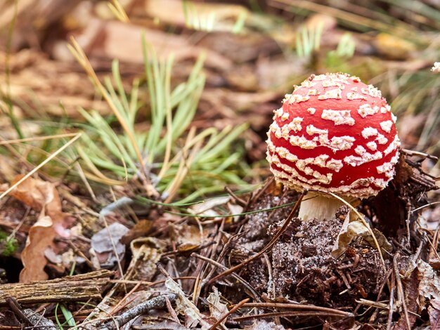 Fly agaric in the autumn forest.