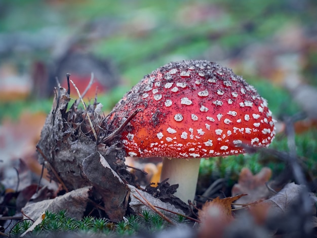 Fly agaric in the autumn forest.