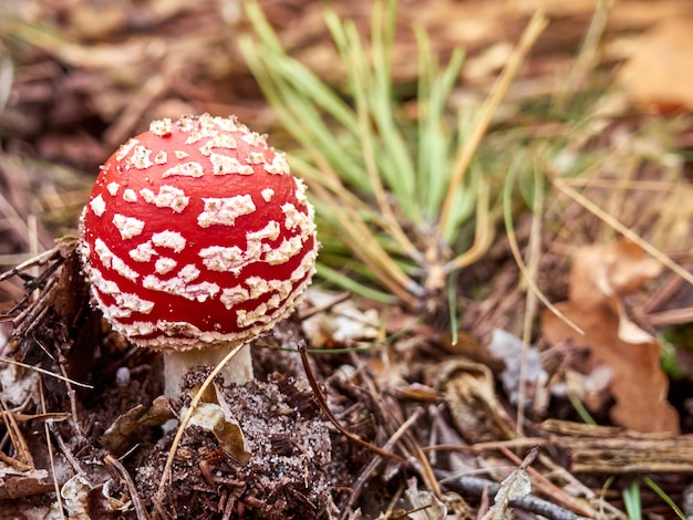 Fly agaric in the autumn forest