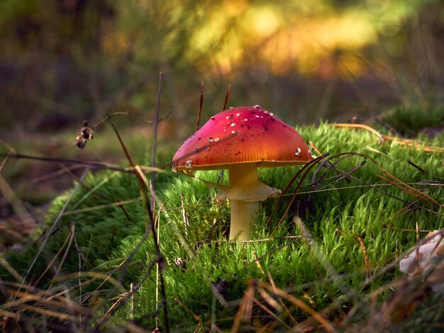 Fly agaric in the autumn forest.