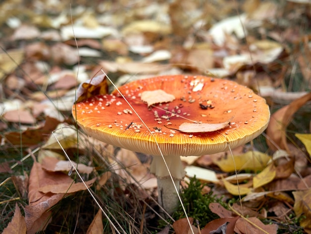 Fly agaric in the autumn forest.