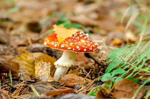 Fly agaric in the autumn forest