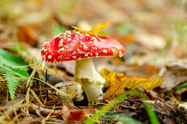 Fly agaric in the autumn forest