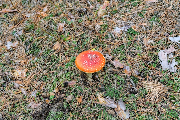 Мухомор или мухомор гриб Amanita muscaria, растущий в лесу