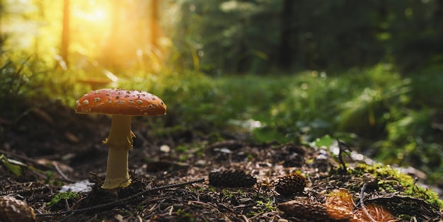 Fly agaric nella foresta, formato banner, con copyspace per il tuo testo individuale.