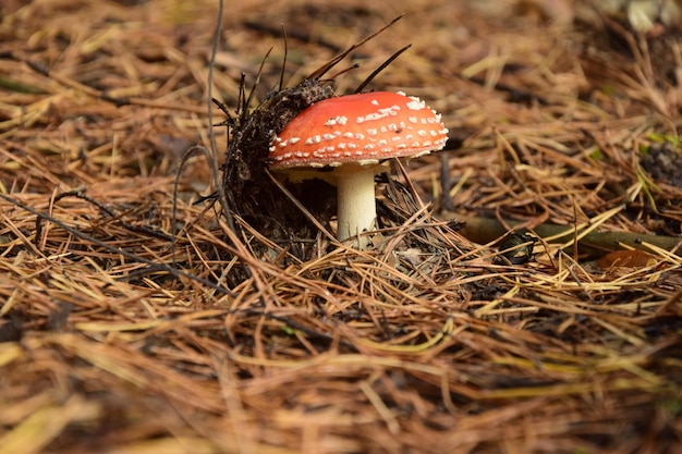 Fly agaric in the forest plantation in the autumn arboretum Ulyanovsk Russia