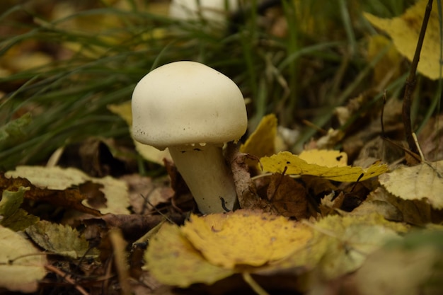 Fly agaric in the forest plantation in the autumn arboretum Ulyanovsk Russia