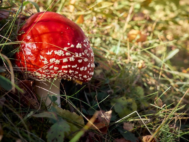 Fly agaric in the forest.