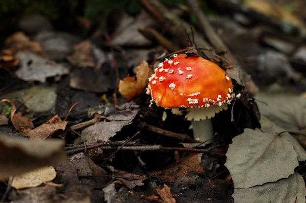 Фото Осенью растет мухомор. ядовитый гриб