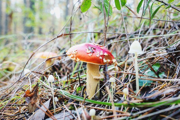 숲에서 자라는 비행 agaric mashrooms